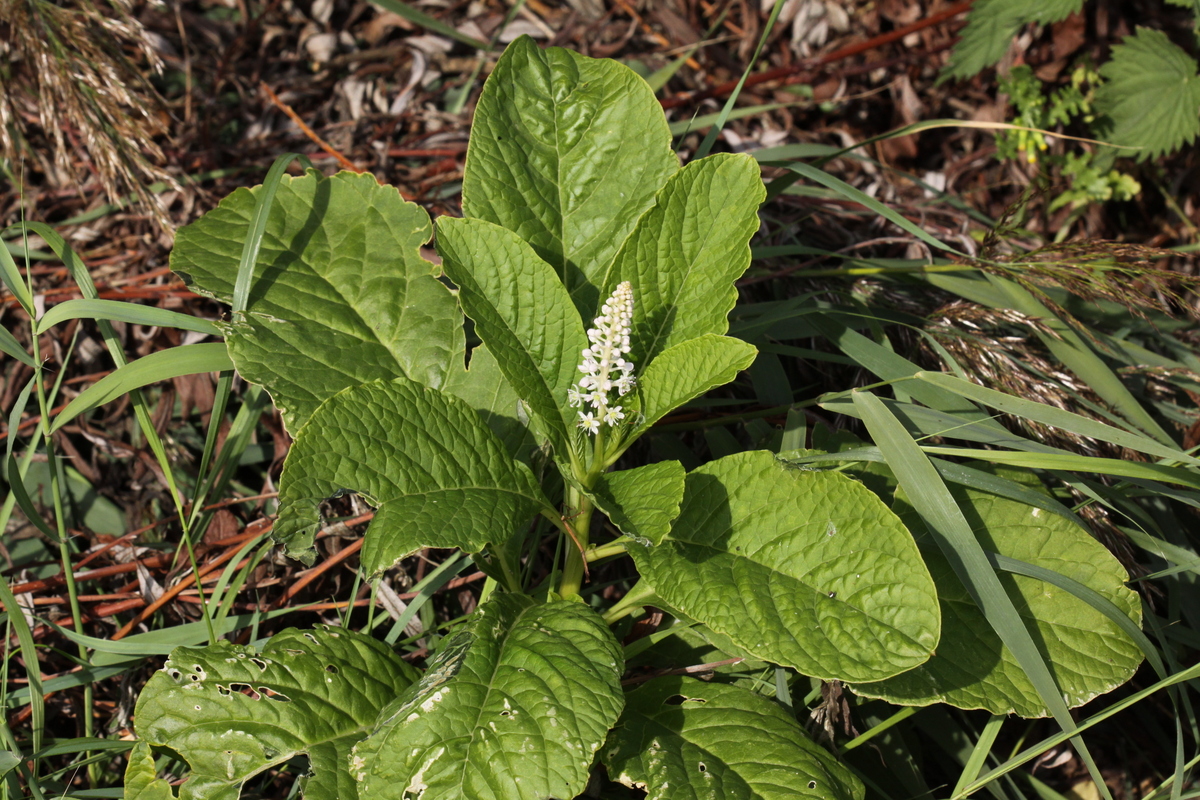 Phytolacca acinosa (door Peter Meininger)