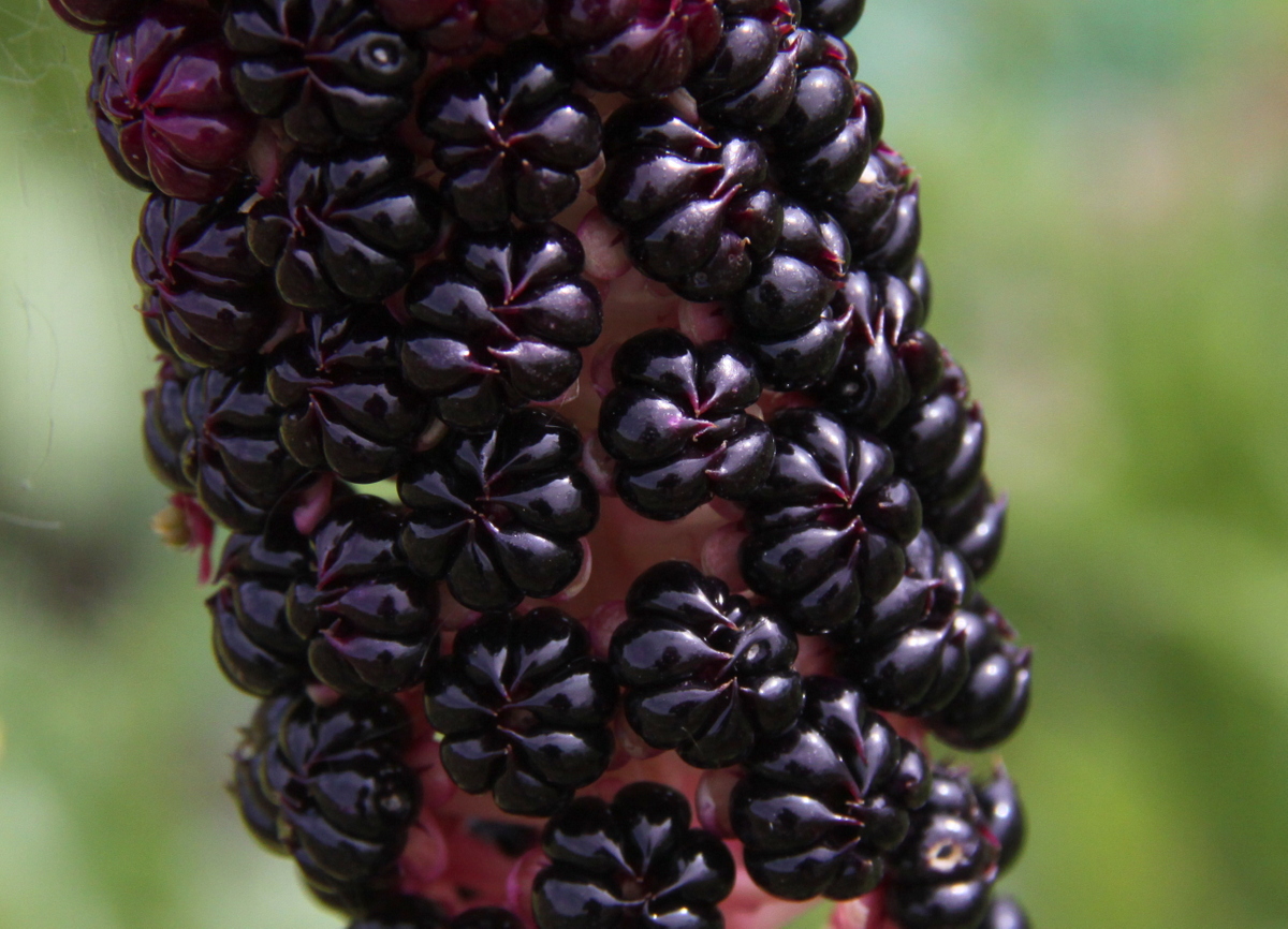 Phytolacca acinosa (door Peter Meininger)