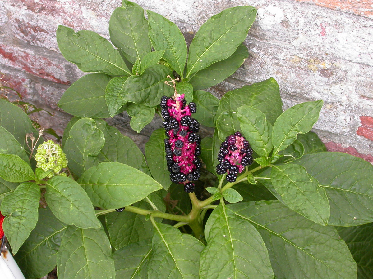 Phytolacca acinosa (door Peter Meininger)