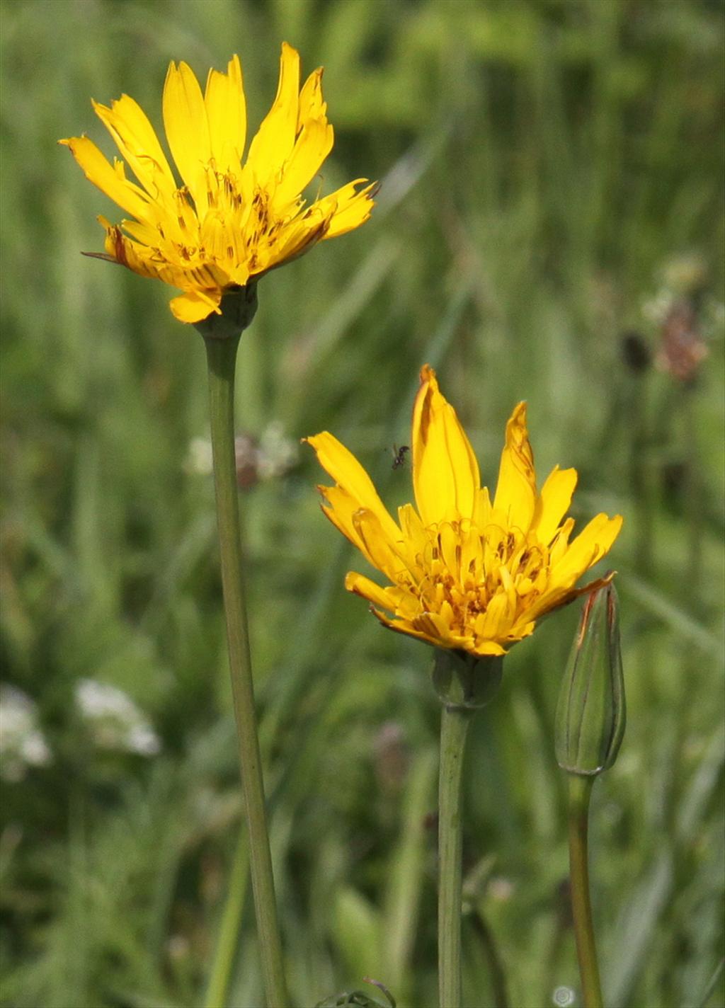 Tragopogon pratensis subsp. orientalis (door Peter Meininger)