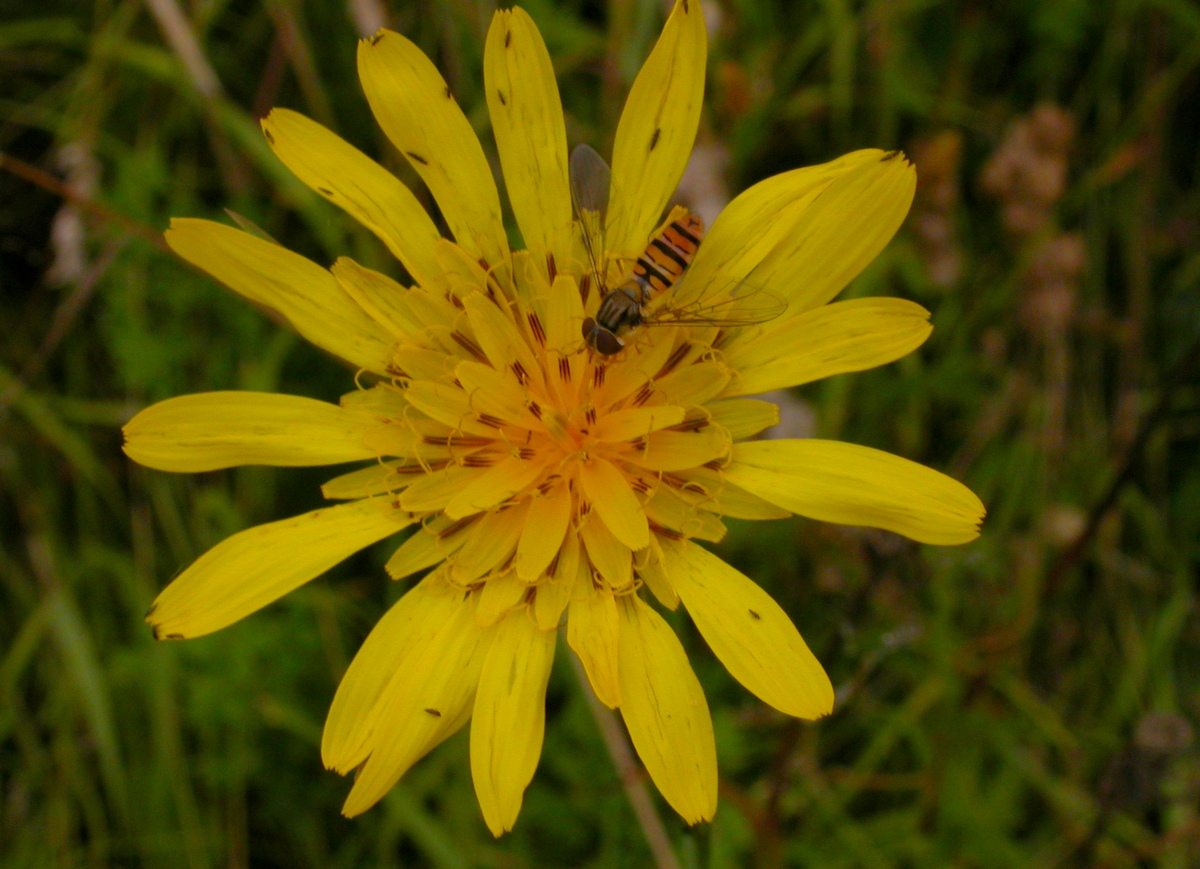 Tragopogon pratensis subsp. orientalis (door Peter Meininger)
