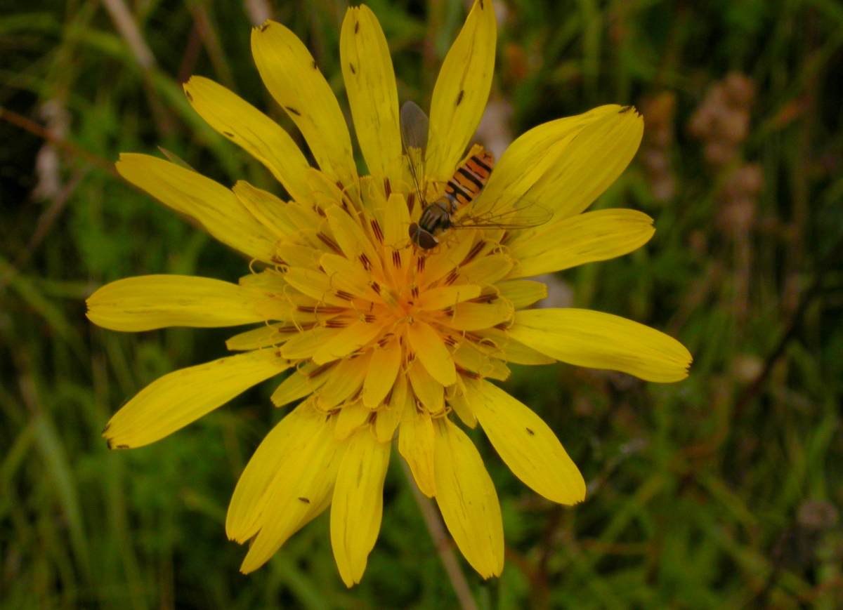 Tragopogon pratensis subsp. orientalis (door Peter Meininger)