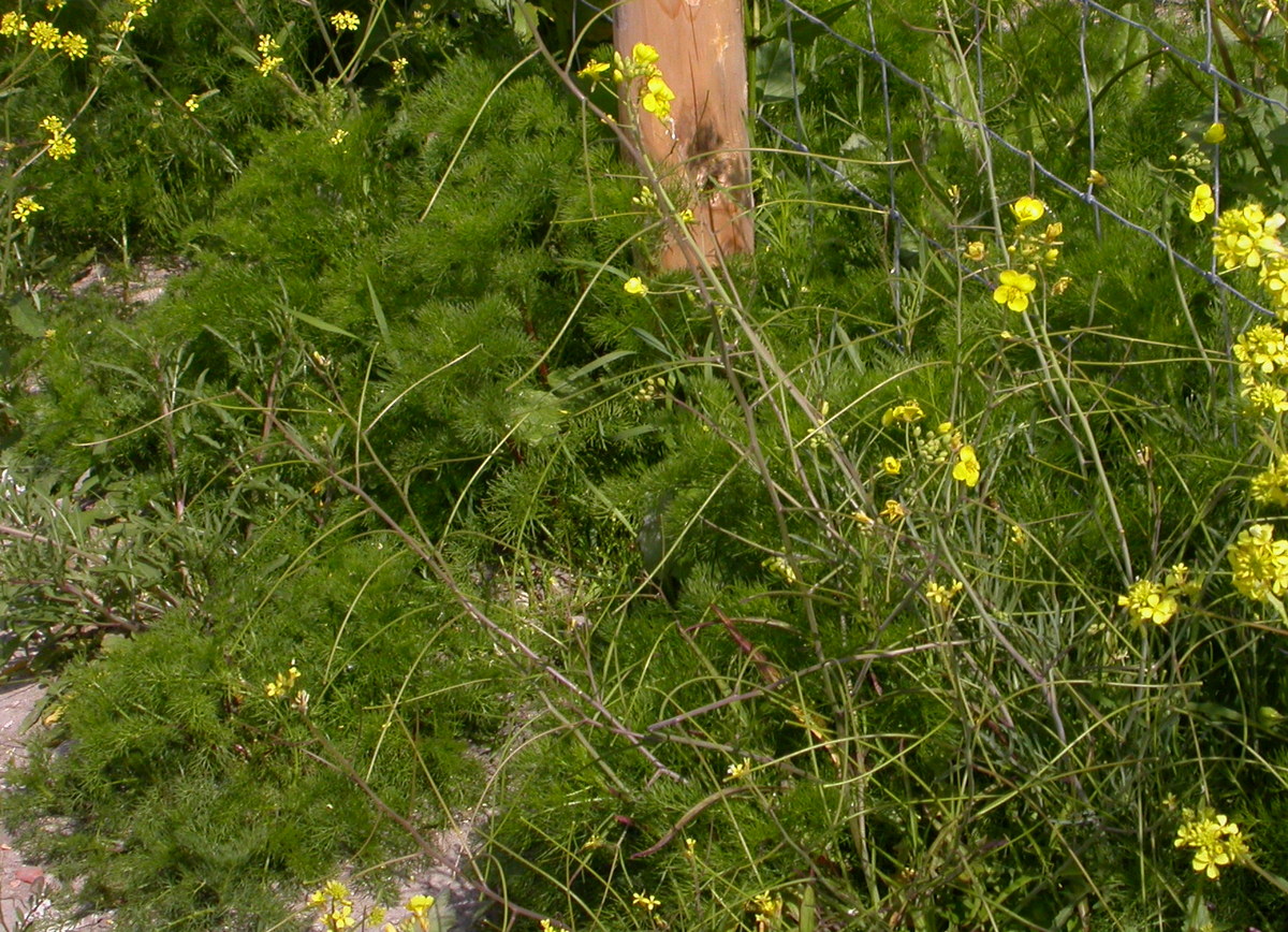 Sisymbrium orientale (door Peter Meininger)