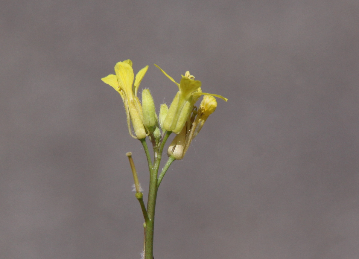 Sisymbrium orientale (door Peter Meininger)