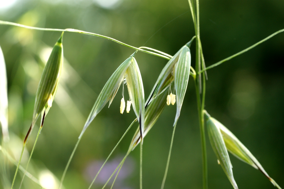 Avena fatua (door Joke Schaminée-Sluis)