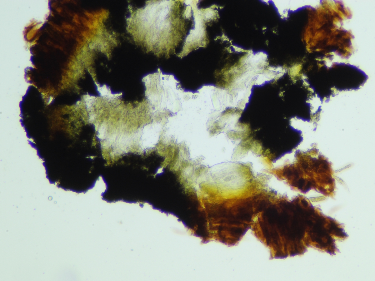 Opegrapha dolomitica (door Henk-Jan van der Kolk)