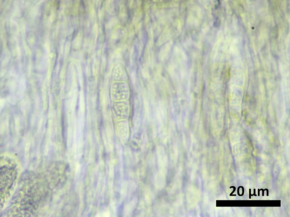 Opegrapha dolomitica (door Henk-Jan van der Kolk)