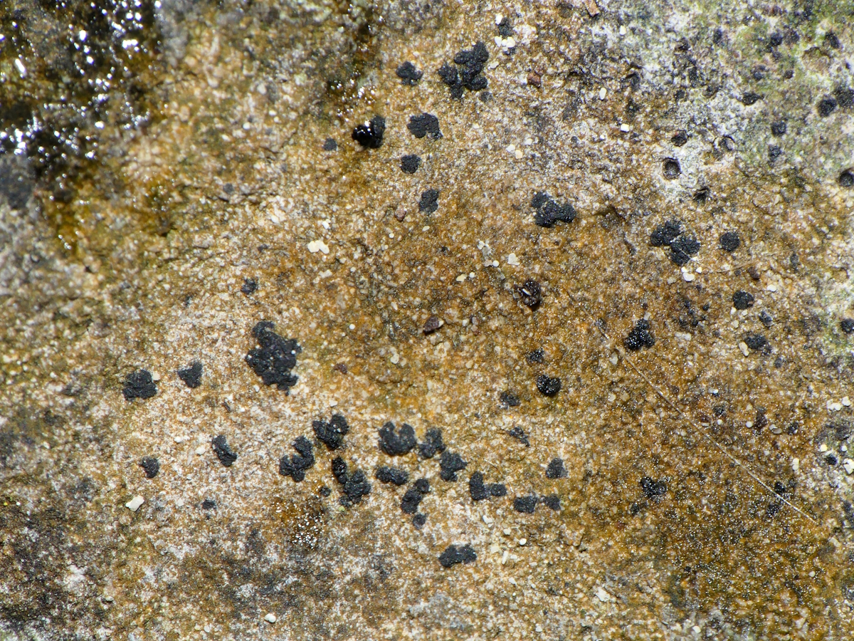 Opegrapha dolomitica (door Henk-Jan van der Kolk)