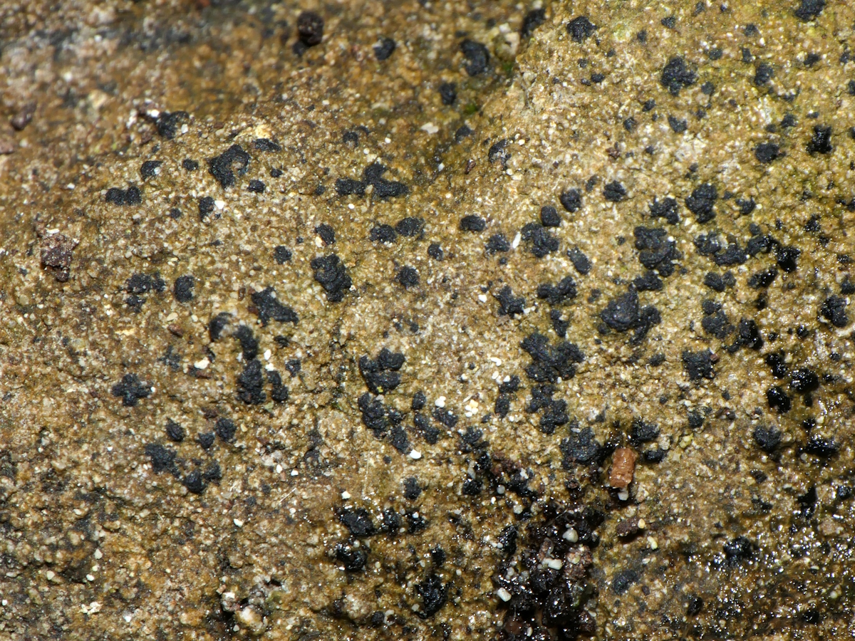 Opegrapha dolomitica (door Henk-Jan van der Kolk)