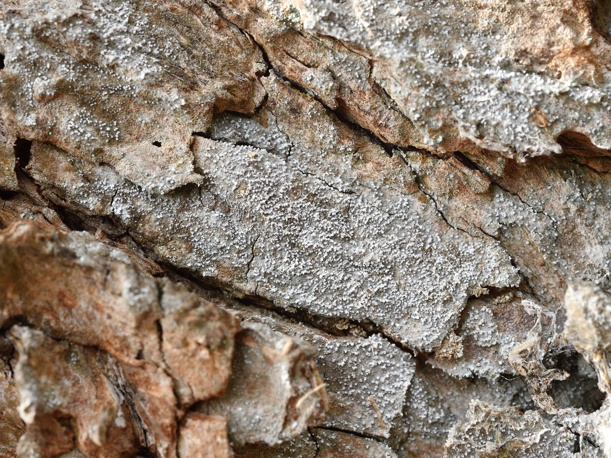 Opegrapha vermicellifera (door Jan Freijer)