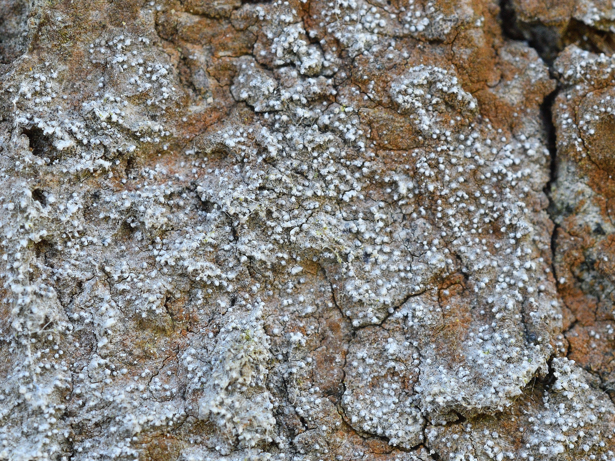 Opegrapha vermicellifera (door Jan Freijer)