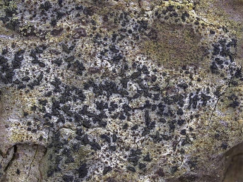 Alyxoria viridipruinosa (door Bart Horvers)
