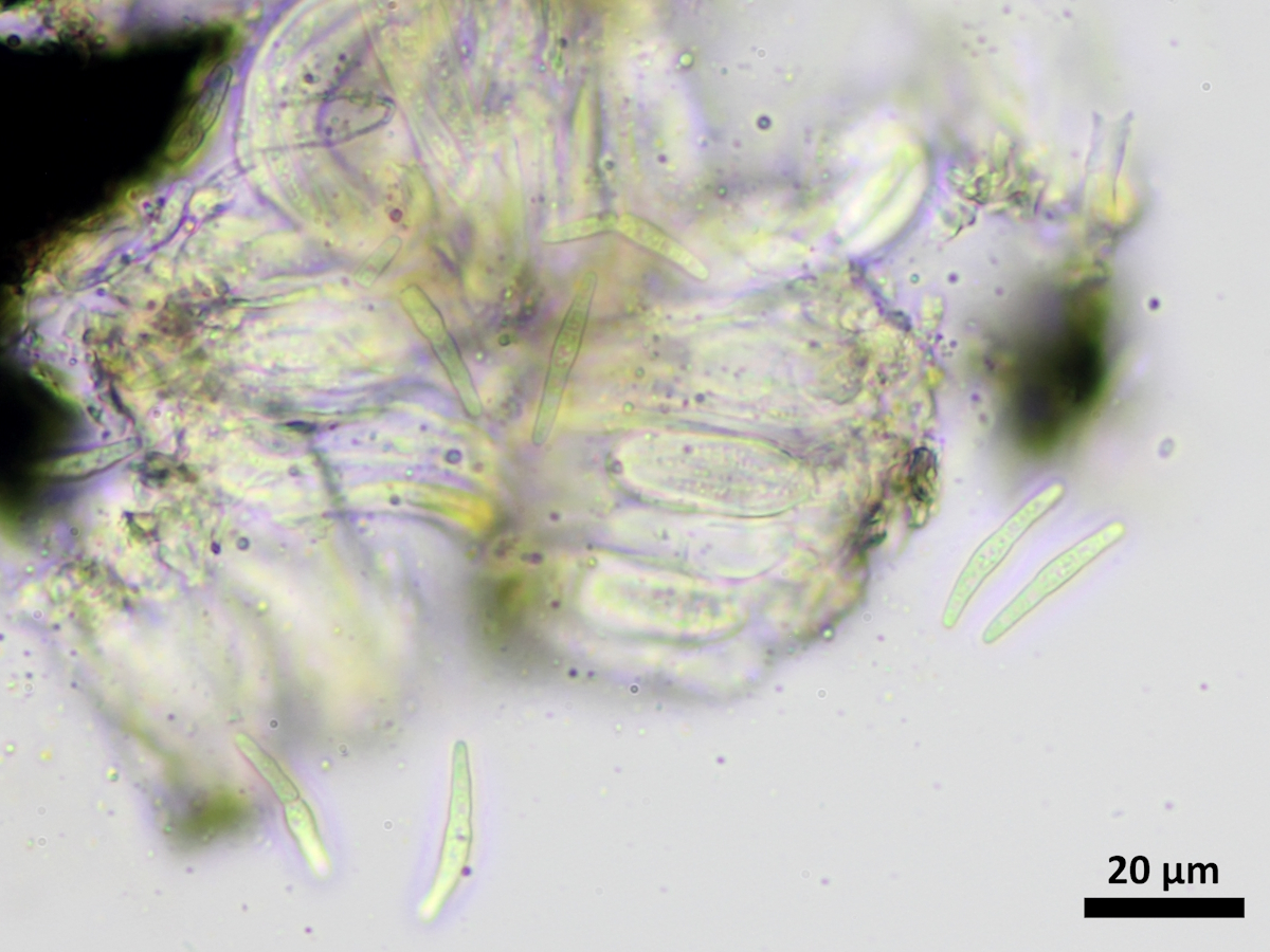 Opegrapha vulgata (door Henk-Jan van der Kolk)