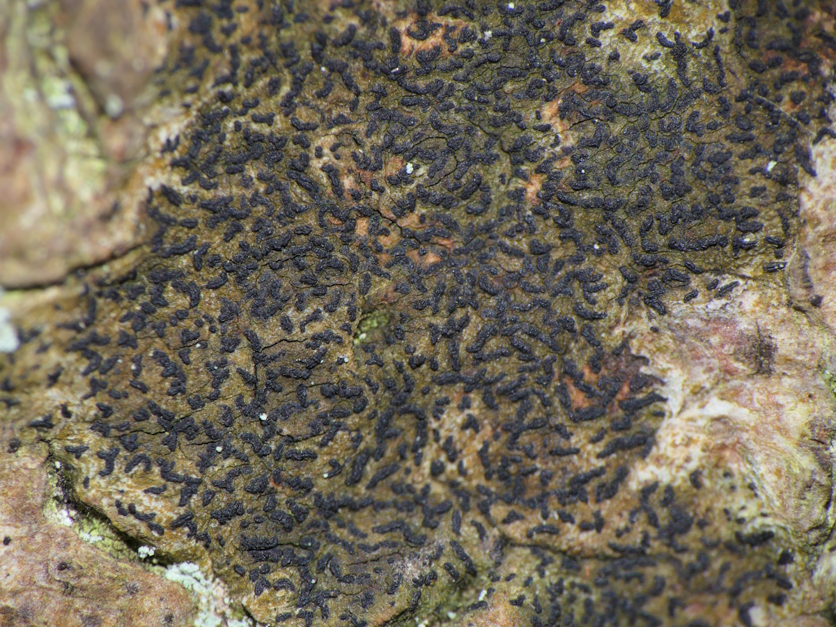 Opegrapha vulgata (door Henk-Jan van der Kolk)