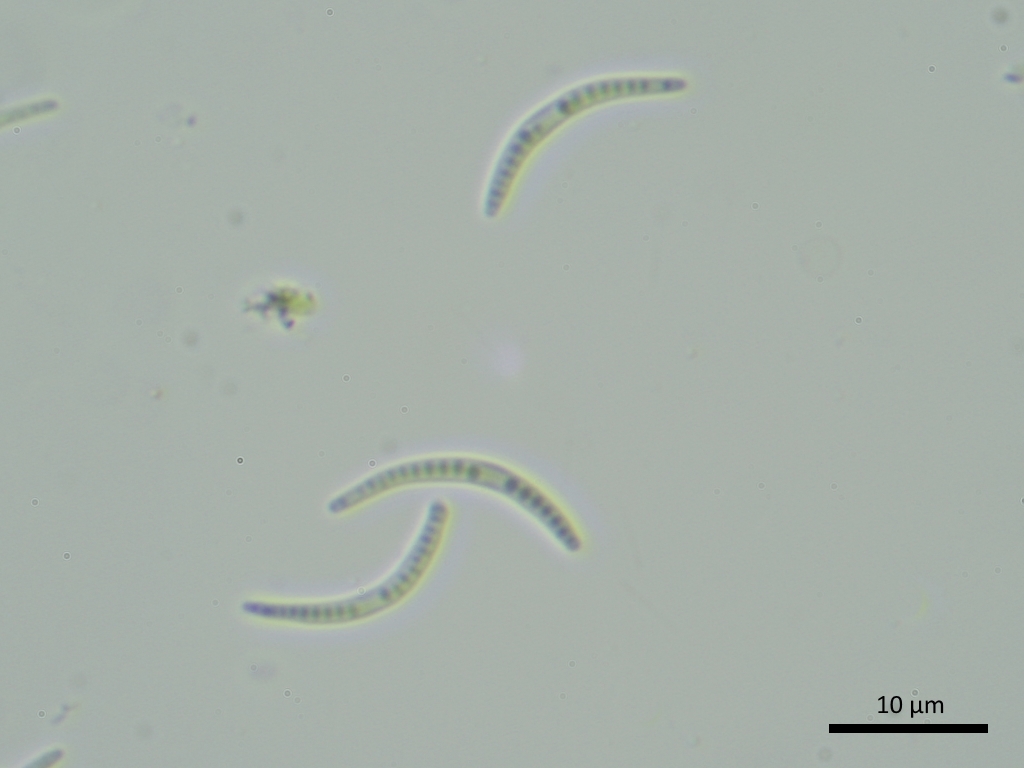 Opegrapha vulgata (door Henk-Jan van der Kolk)
