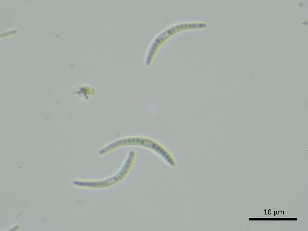 Opegrapha vulgata (door Henk-Jan van der Kolk)