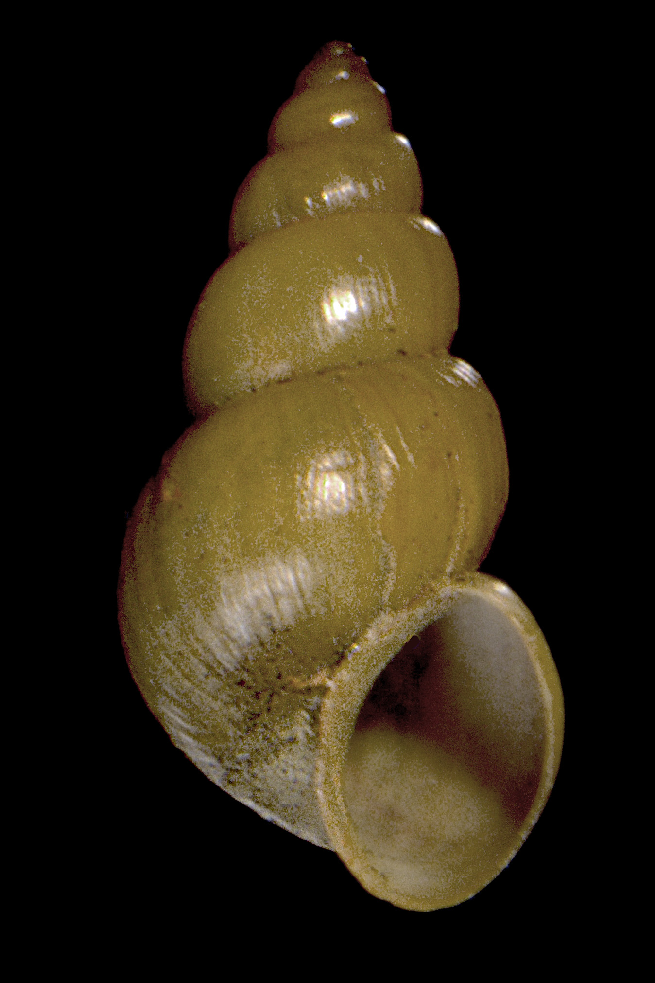 Ecrobia ventrosa (door Adriaan Gmelig Meyling Sr.)