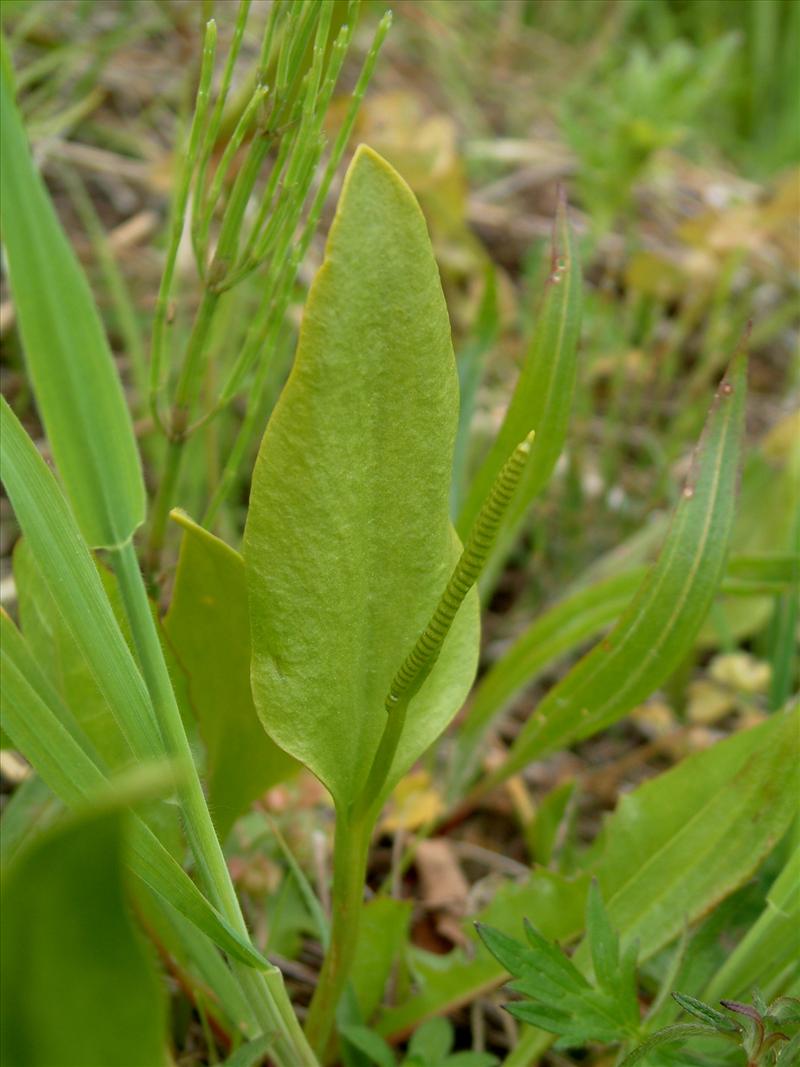 Ophioglossum vulgatum (door Adrie van Heerden)