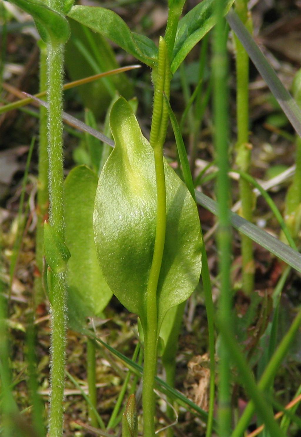 Ophioglossum vulgatum (door Pieter Stolwijk)