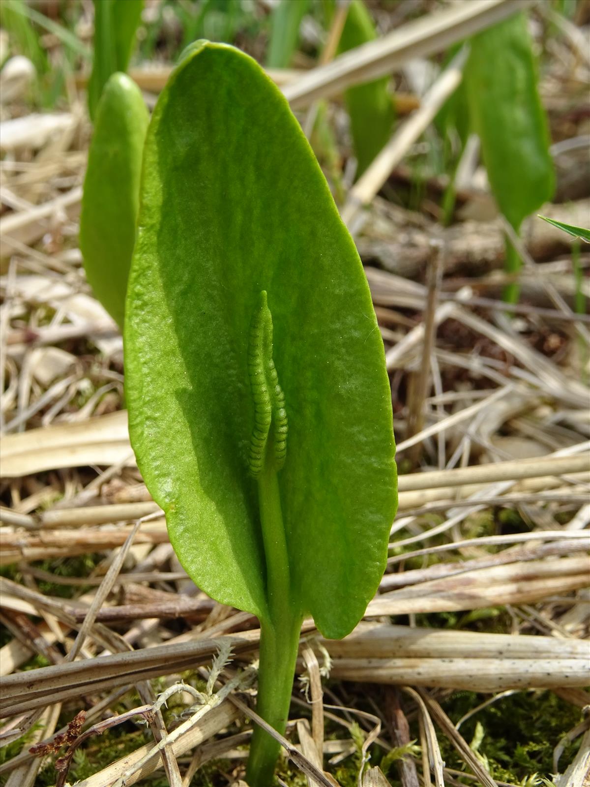 Ophioglossum vulgatum (door Jakob Hanenburg)