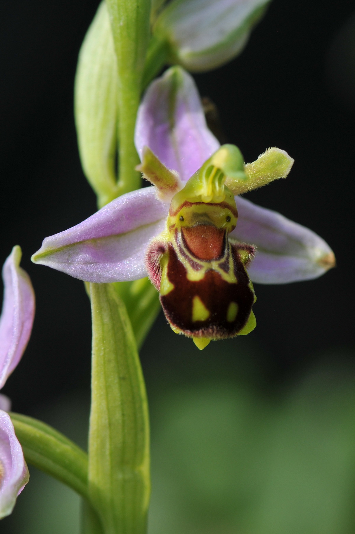 Ophrys apifera (door Hans Toetenel)