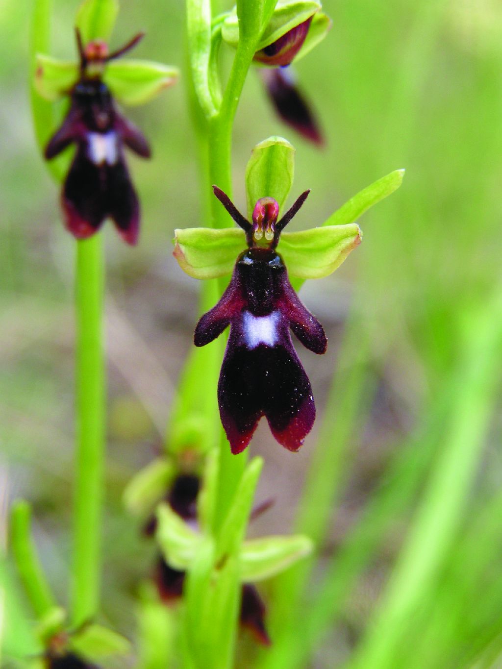 Ophrys insectifera subsp. insectifera (door C.A.J. Kreutz)