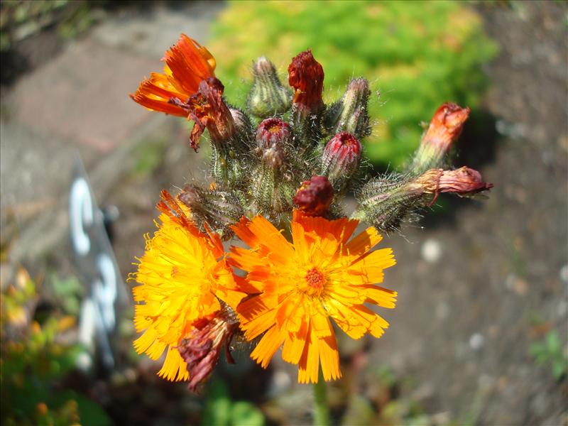 Pilosella aurantiaca (door Michael Inden)