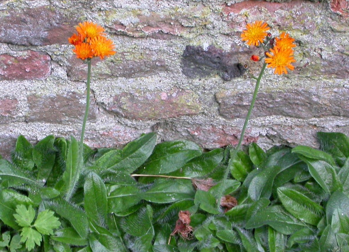 Pilosella aurantiaca (door Peter Meininger)