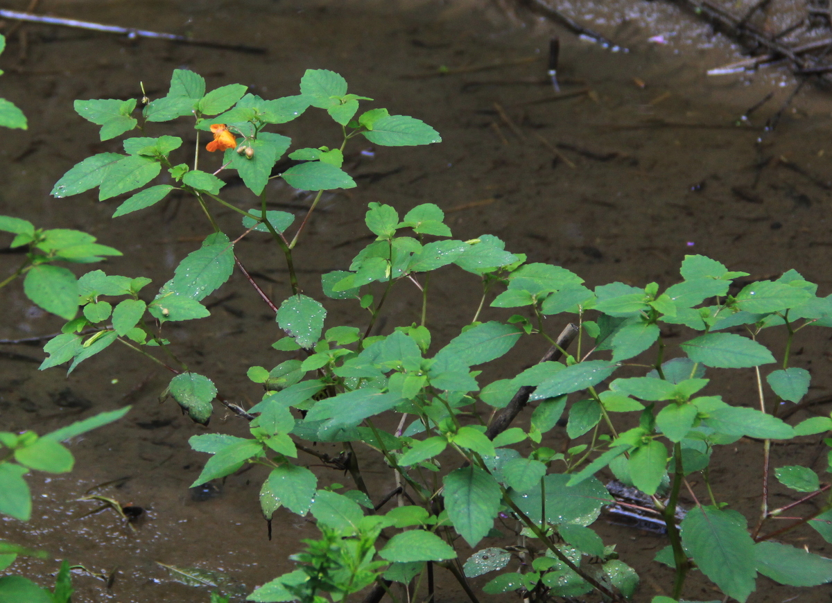 Impatiens capensis (door Peter Meininger)