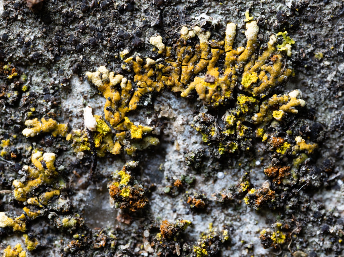 Leproplaca cirrochroa (door Matthijs Molenaar)