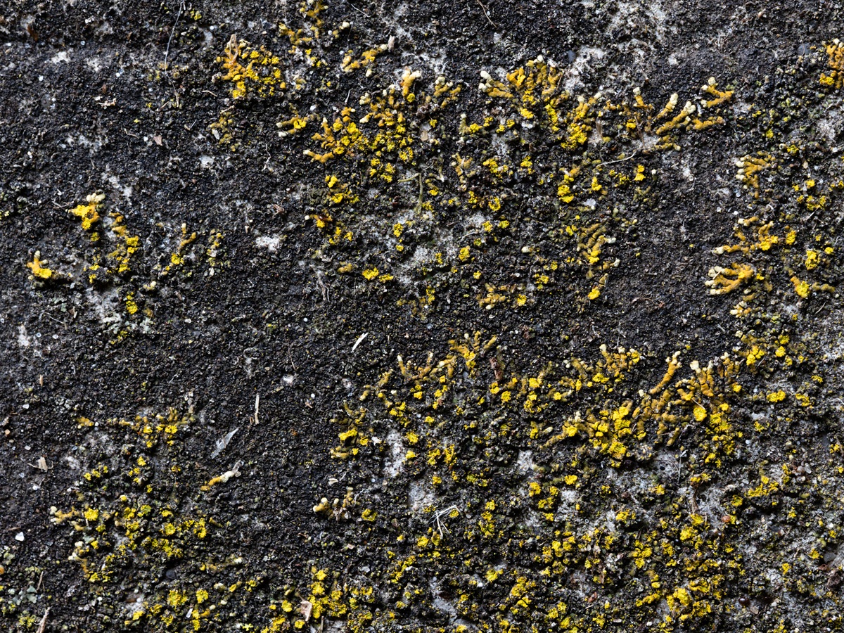 Leproplaca cirrochroa (door Matthijs Molenaar)