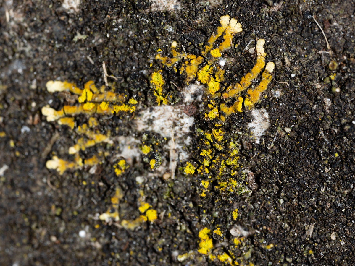 Leproplaca cirrochroa (door Matthijs Molenaar)
