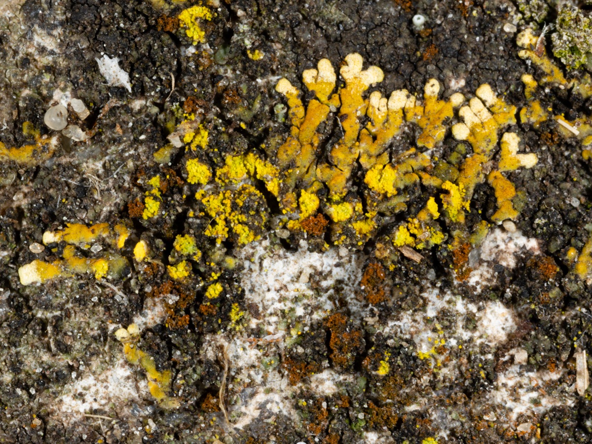 Leproplaca cirrochroa (door Matthijs Molenaar)