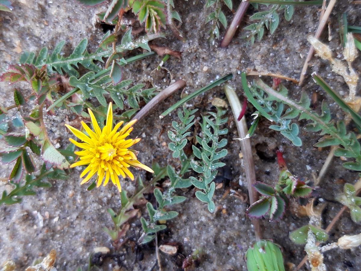 Taraxacum sect. Obliqua (door Maarten Langbroek)