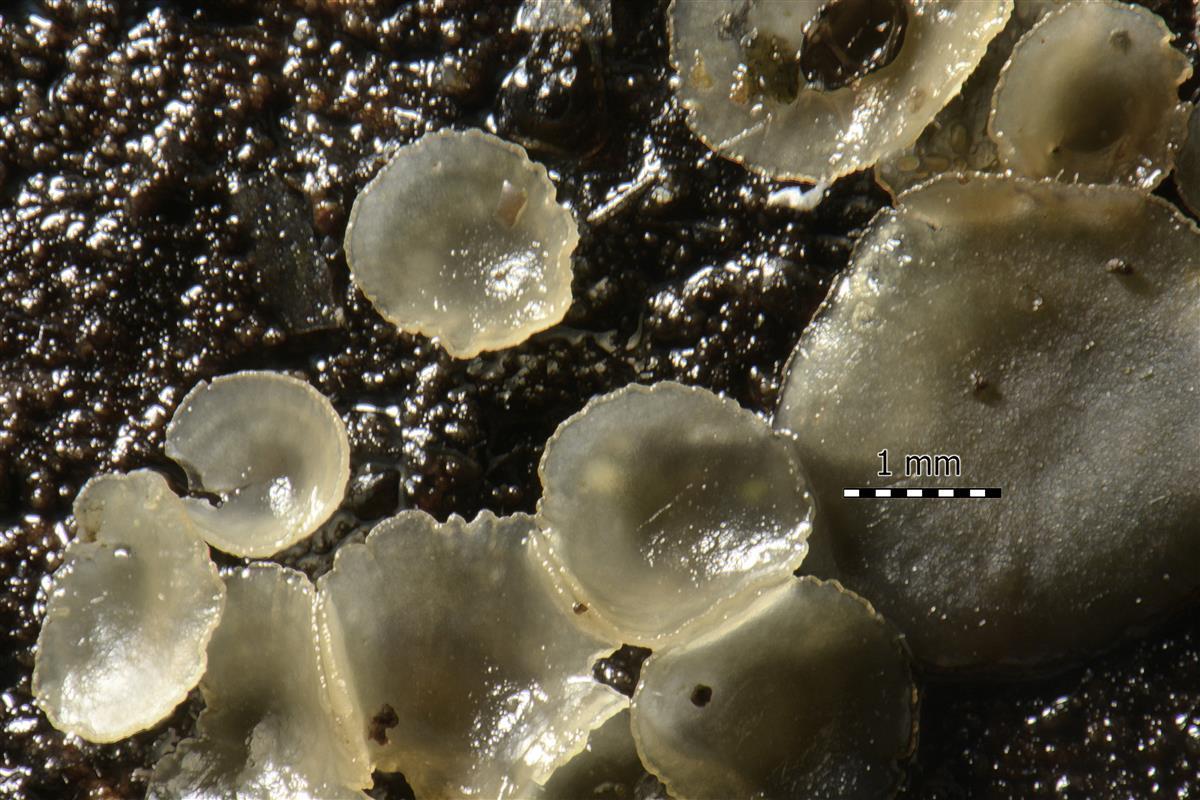 Orbilia cyathea (door Laurens van Run)