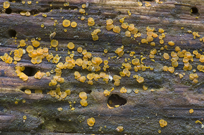 Orbilia xanthostigma (door Nico Dam)