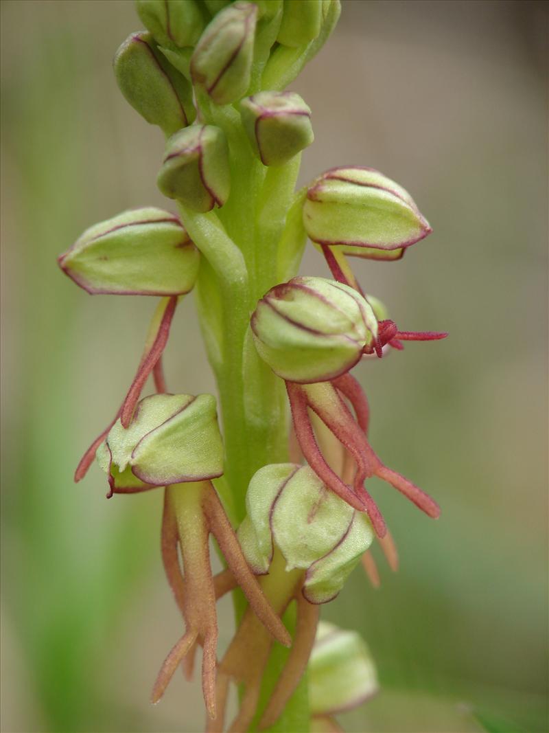 Orchis anthropophora (door Adrie van Heerden)