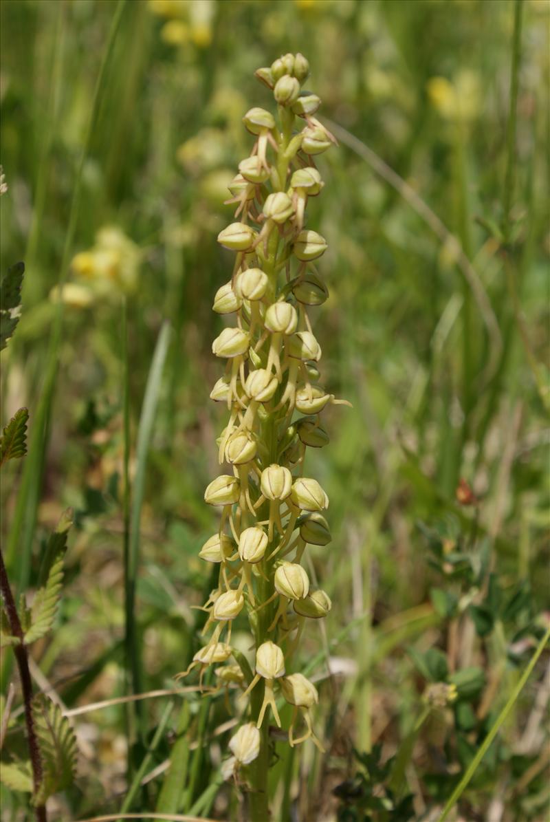 Orchis anthropophora (door Adrie van Heerden)