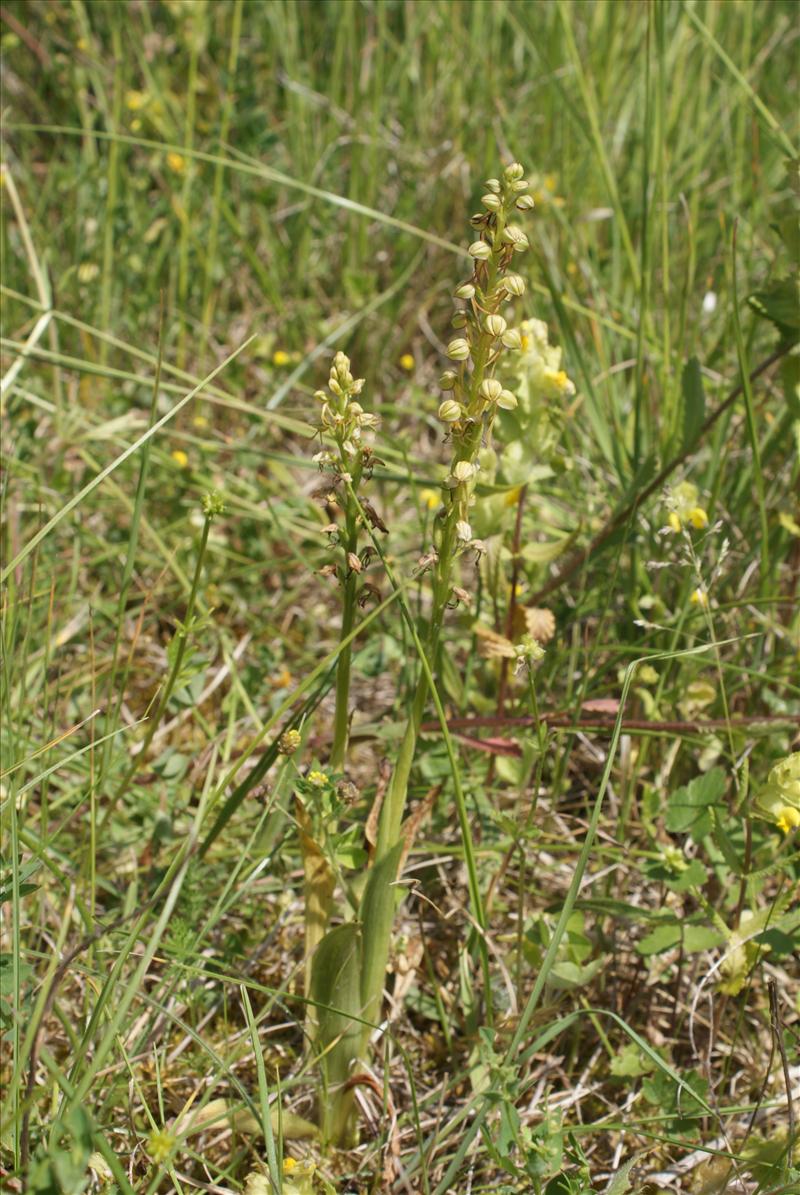 Orchis anthropophora (door Adrie van Heerden)