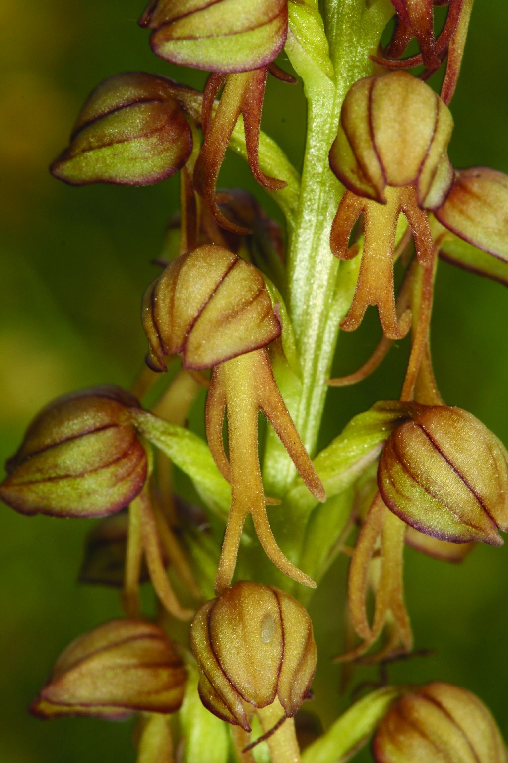 Orchis anthropophora (door C.A.J. Kreutz)