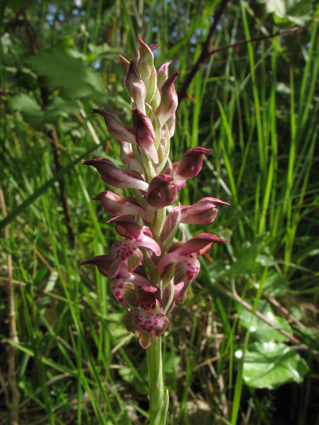 Anacamptis coriophora (door Rutger Barendse)