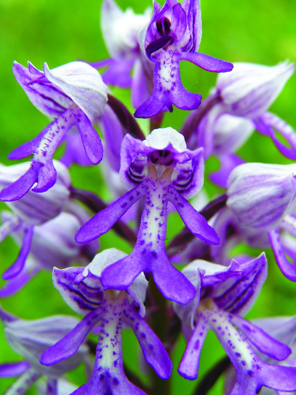 Orchis militaris (door C.A.J. Kreutz)