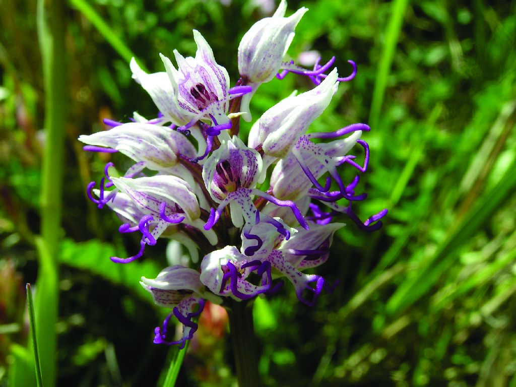 Orchis simia (door C.A.J. Kreutz)