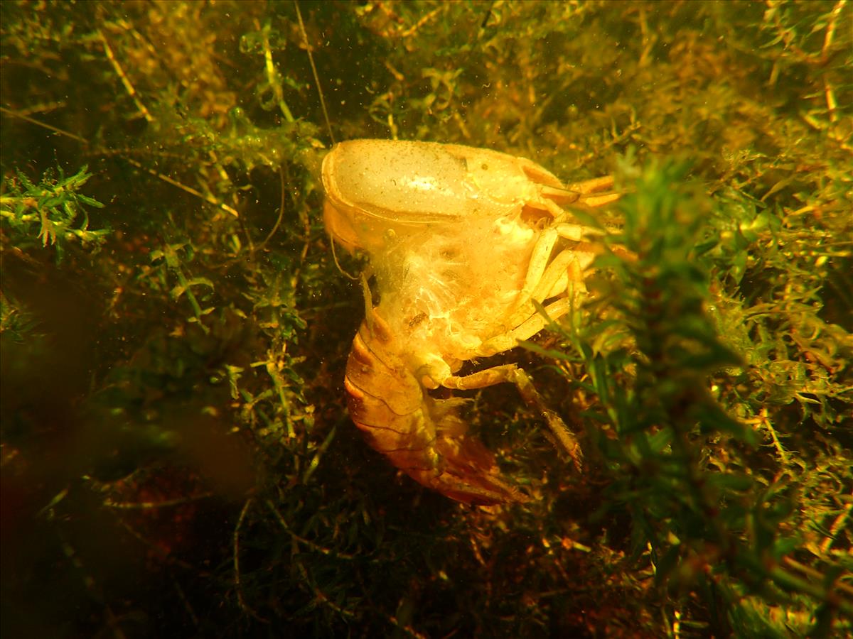 Faxonius virilis (door Adrie van Heerden)