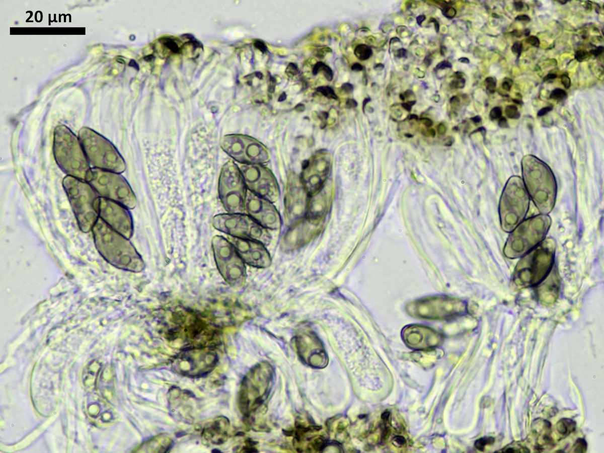 Orcularia insperata (door Henk-Jan van der Kolk)