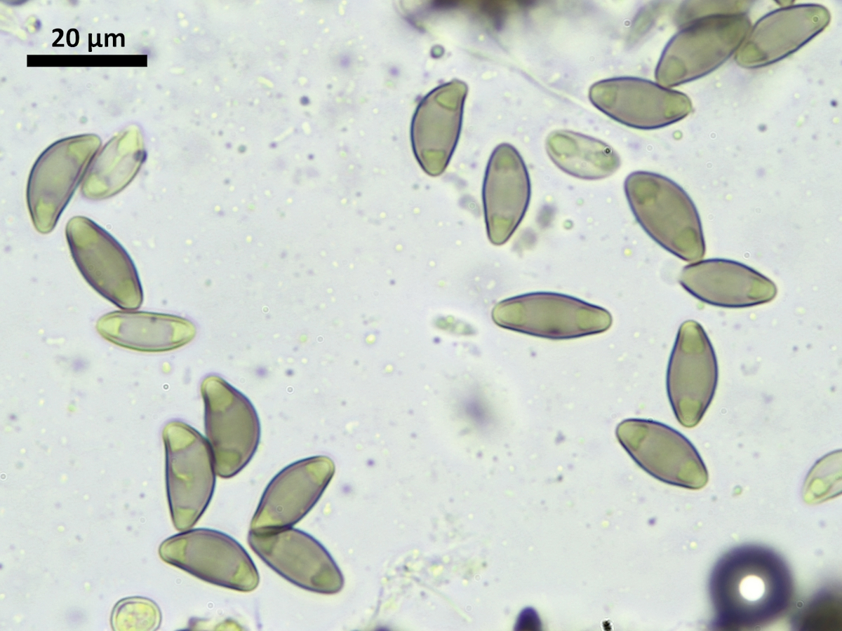 Orcularia insperata (door Henk-Jan van der Kolk)