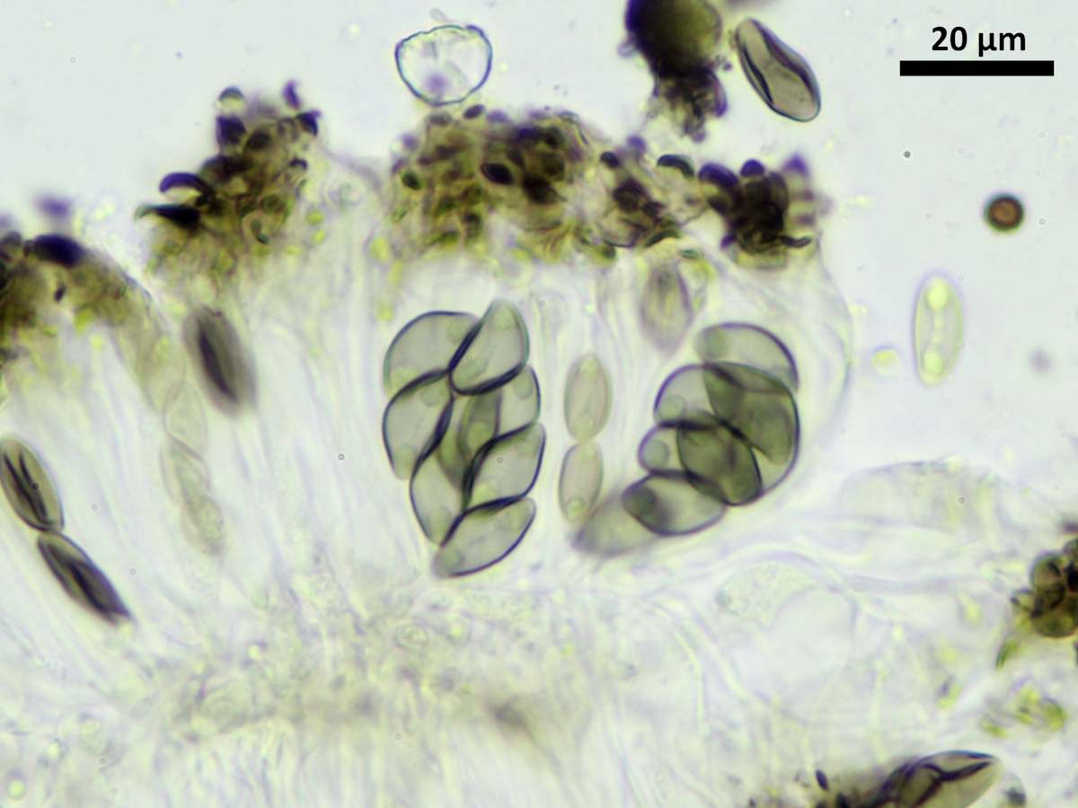 Orcularia insperata (door Henk-Jan van der Kolk)