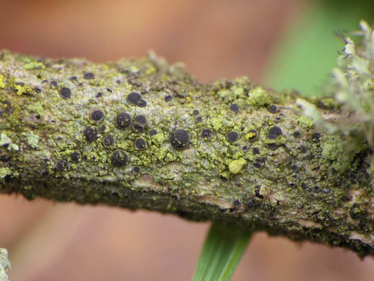 Orcularia insperata (door Henk-Jan van der Kolk)