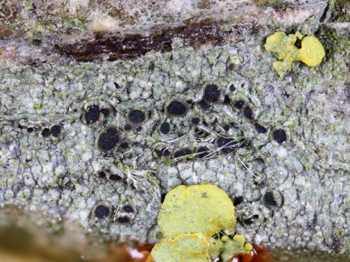 Orcularia insperata (door Henk-Jan van der Kolk)