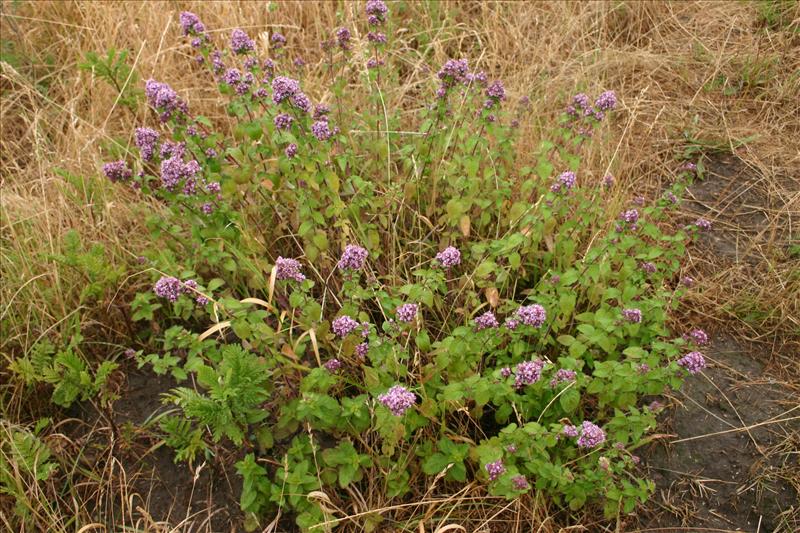 Origanum vulgare (door Niels Jeurink)